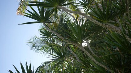 Cyrtostachys renda Also known red sealing wax palm, red palm, rajah palm0 in the garden