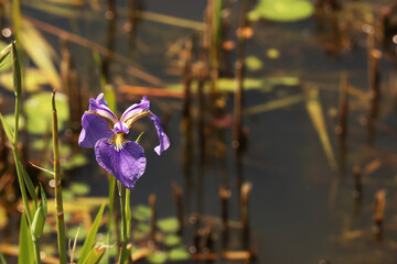 water flag, iris