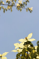 cornus kousa, white flowers