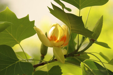 tulip tree