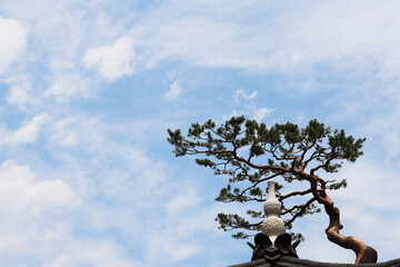 pine tree