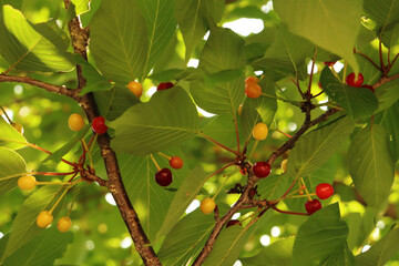 red cherries on a tree