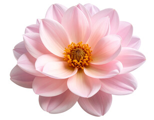 Fototapeta premium Single Dusty Pink Flower Bloom with Vintage Texture, isolated on transparent background.