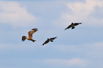 Obraz premium Schwarzmilan , welcher von Nebelkrähen gehasst wird 