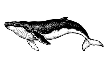 Humpback whale vector engraving style illustration