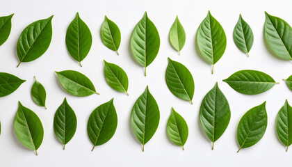 Naklejka premium Pattern of Fresh Green Leaves on White Background