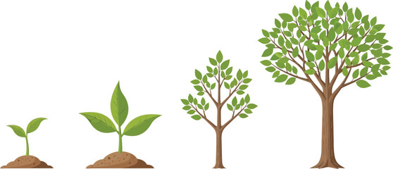 Illustration showing the growth stages of a tree from seedling to mature tree on a white background