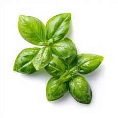 Fototapeta premium Fresh basil leaves with vibrant green color and natural texture. A culinary herb essential for flavorful dishes