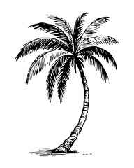 Tropical palm trees vector engraving style illustration