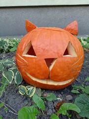 halloween jack o cat lantern pumpkin