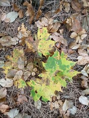 fallen autumn leaves