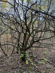 puzzle tree in the forest