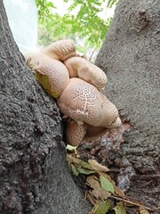 mushrooms on a tree
