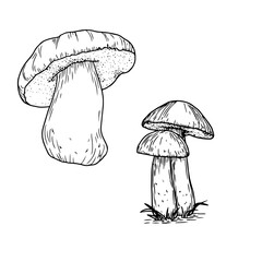 Forest mushrooms in the grass, black and white ink sketch. Vector illustration. An autumn set for a mushroom picker, isolated on a white background. For postcards, invitations, cookbooks, and menus