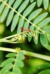 Weaver ants foraging on a tree branch. Photographed close up with a macro lens