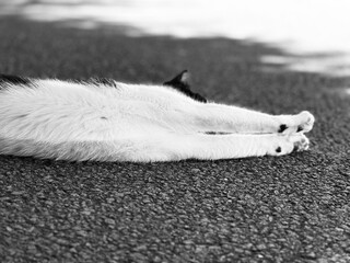 black and white. Cat. animal.