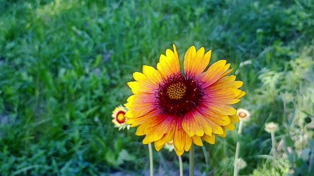 Yellow flowers in the garden. Beautiful natural background
