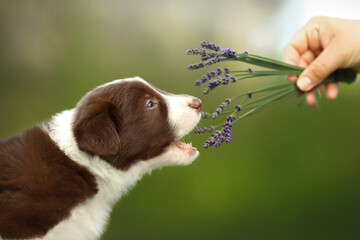 funny small cute happy brown and white border collie puppy portrait with lavender flowers in yard...