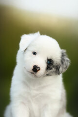 small cute happy black and white border collie puppy portrait with green and gold blur bokeh background	