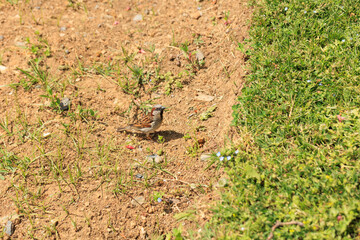 a sparrow near grasses on the ground
