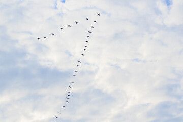 migratory birds flying on the cloudy sky in an order