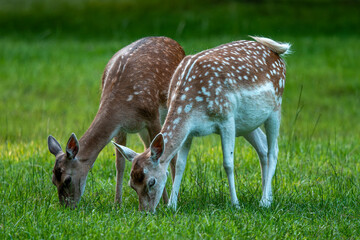Damwild auf einer grünen Wiese