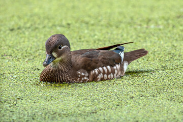 Mandarinente Weibchen  in Entengr&uuml;tze
