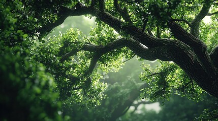 Fototapeta premium A wide green tree with wide, lush branches under the warm sunlight