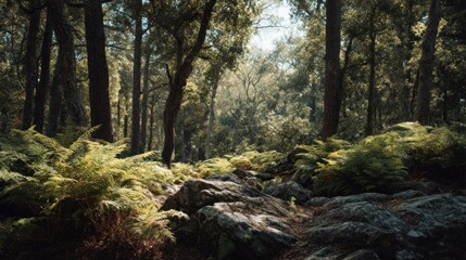 Fototapeta premium Sun-Dappled Forest Floor: A serene walk through the heart of wilderness