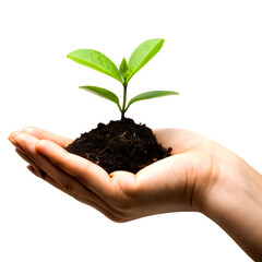 Hand holding a small plant with green leaves and soil in png