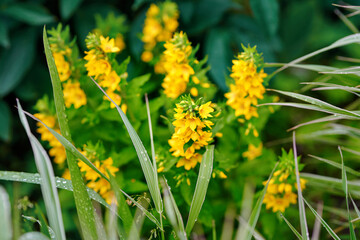 Lysimachia Vulgaris yellow flower blooming in green grass under sunlight, wild flora in vibrant meadow. Wildflower Lysimachia Vulgaris growing among green blades of grass. Close-up, Selective focus
