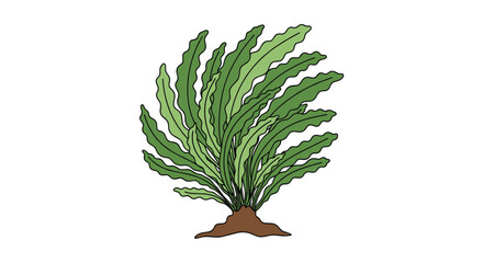 Undulating Fern in an outdoor natural setting