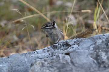 chipmunk on the rock