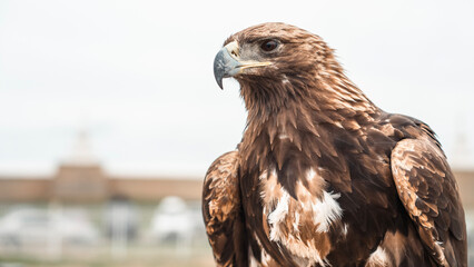 Close-up of a mongolian eagle used in traditional falconry