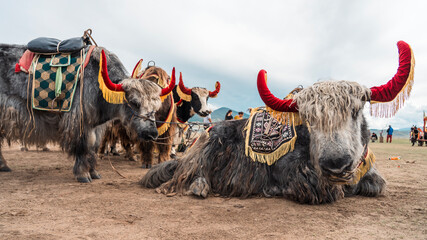 Decorated yaks resting on the ground in traditional Mongolian attire