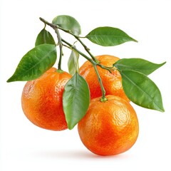 Close up view of fresh tangerines still attached to the branch. The fruits are bright orange, surrounded by fresh green leaves