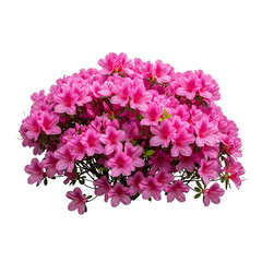 bouquet of pink flower