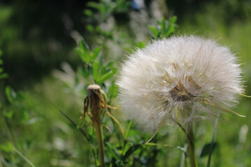 Dandelion plant about to spread to propagate.