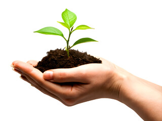 Seedling in hand concept for new life and growth gardening environment