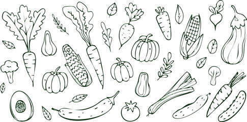 Vegetables doodle drawing collection such as carrots, corn, lettuce, broccoli, tomato, pepper, potato, etc. hand-drawn vector illustrations of doodles in black,doodle, product, vegetable, corn, 