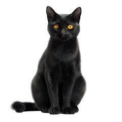 Front view for single Halloween decor elements, photo realistic studio style photo, isolated on a pure white background, no shadow. (Black cats) (2).png