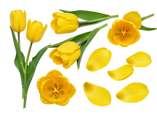 Obraz premium Collection of bright yellow tulips and petals arranged on a transparent background isolated on transparent background