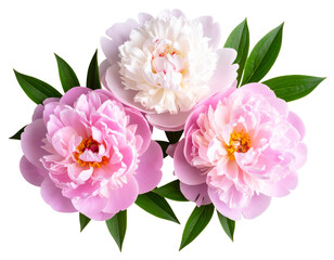 Minimalist Flat Lay of Three Peony Blooms with Leaves, isolated on transparent background.