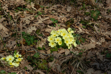 Yellow Primroses Blooming Through Forest Floor Debris in Early Spring