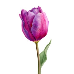 Purple Tulip in Bloom: A close-up shot showcases a vibrant, purple tulip in full bloom. The petals curve delicately, revealing a stunning display of color and texture, set against a clean backdrop.