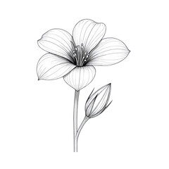 Fototapeta premium white daisy flower vector