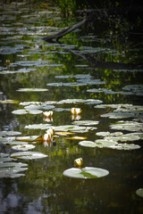 water lily in the pond