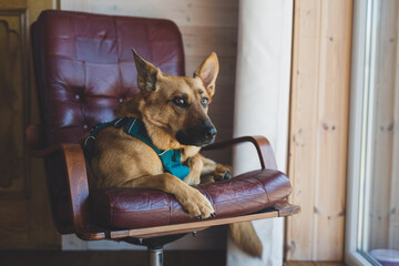 A dog is laying on a leather chair