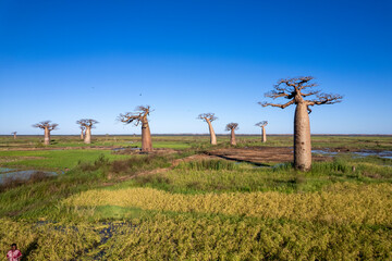 Boabab trees of Morombe, Soutwestern Madagascar