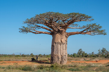 Boabab trees of Morombe, Soutwestern Madagascar